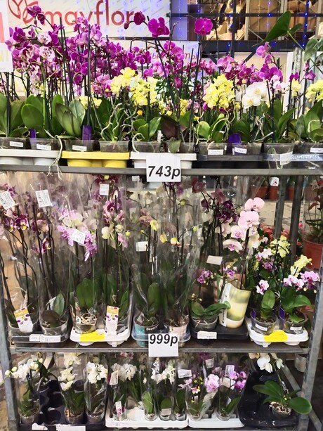 Неделя орхидей в Mayflor!