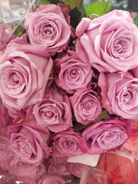 Розы от тепличного комплекса «Подосинки» заказывайте в Mayflor!